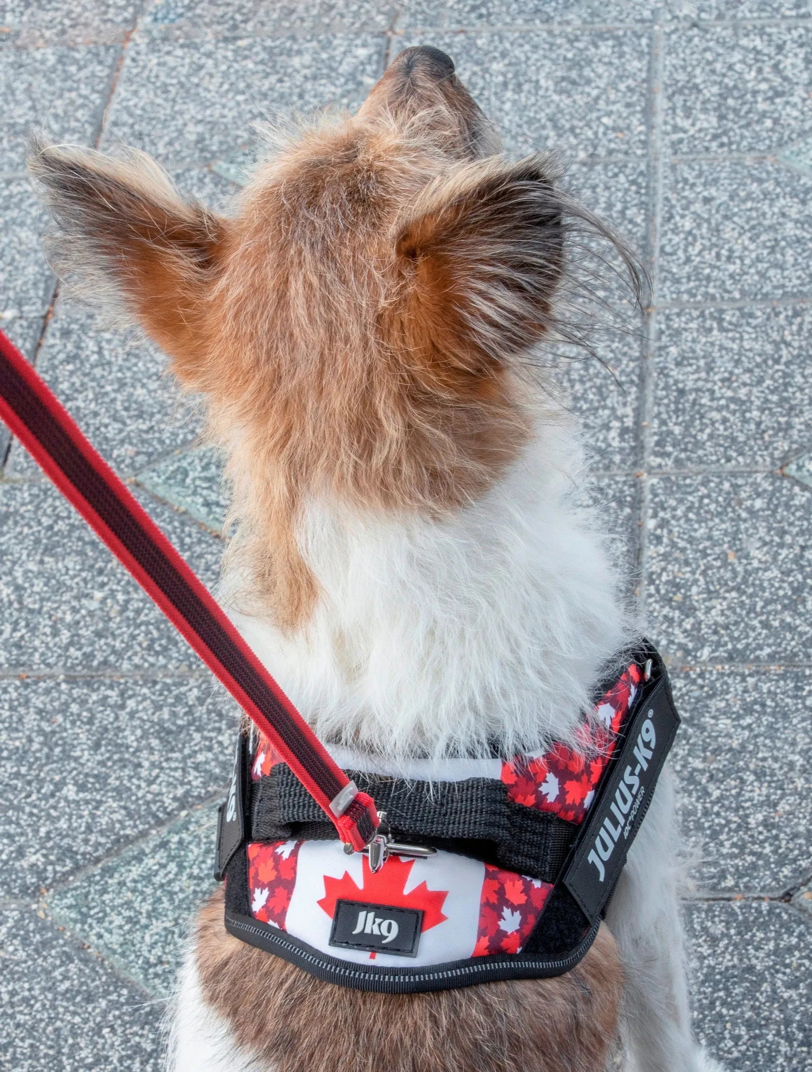IDC® Powerharness  - Canada Flag Harness
