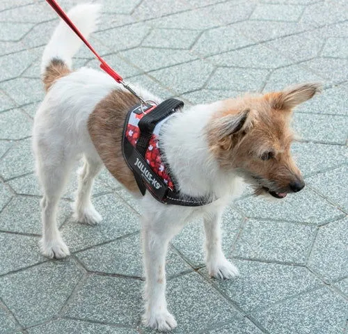 IDC® Powerharness  - Canada Flag Harness