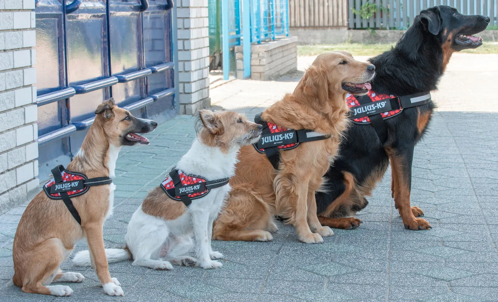 IDC® Powerharness  - Canada Flag Harness