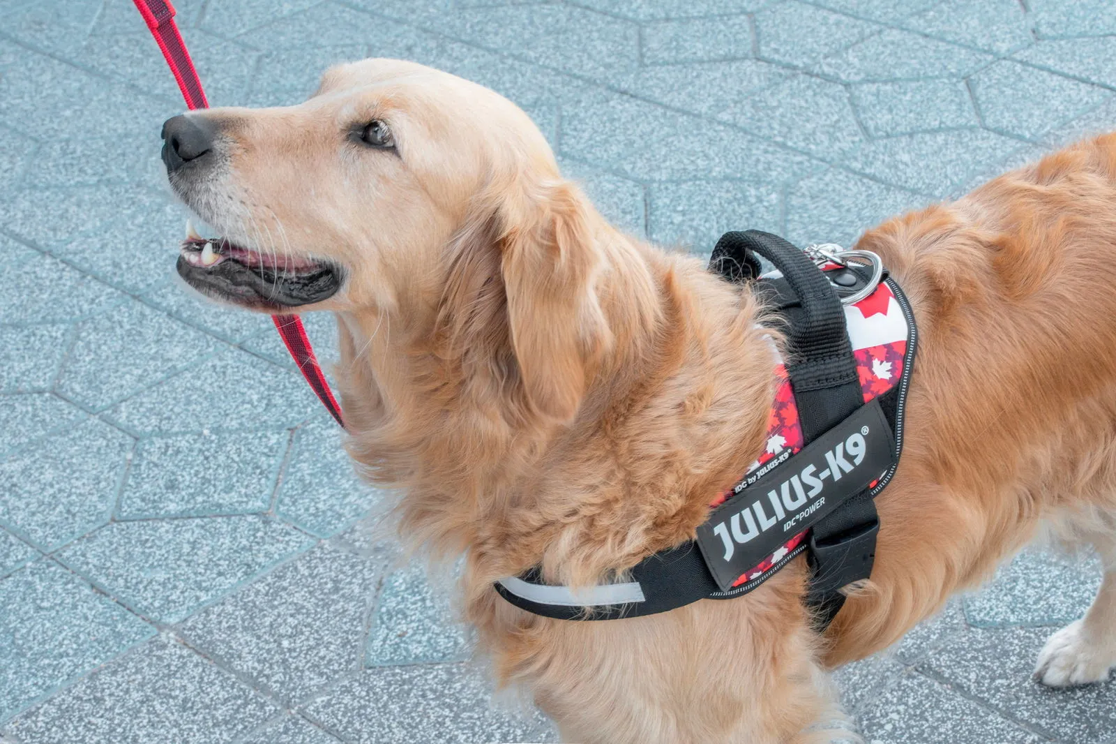 IDC® Powerharness  - Canada Flag Harness