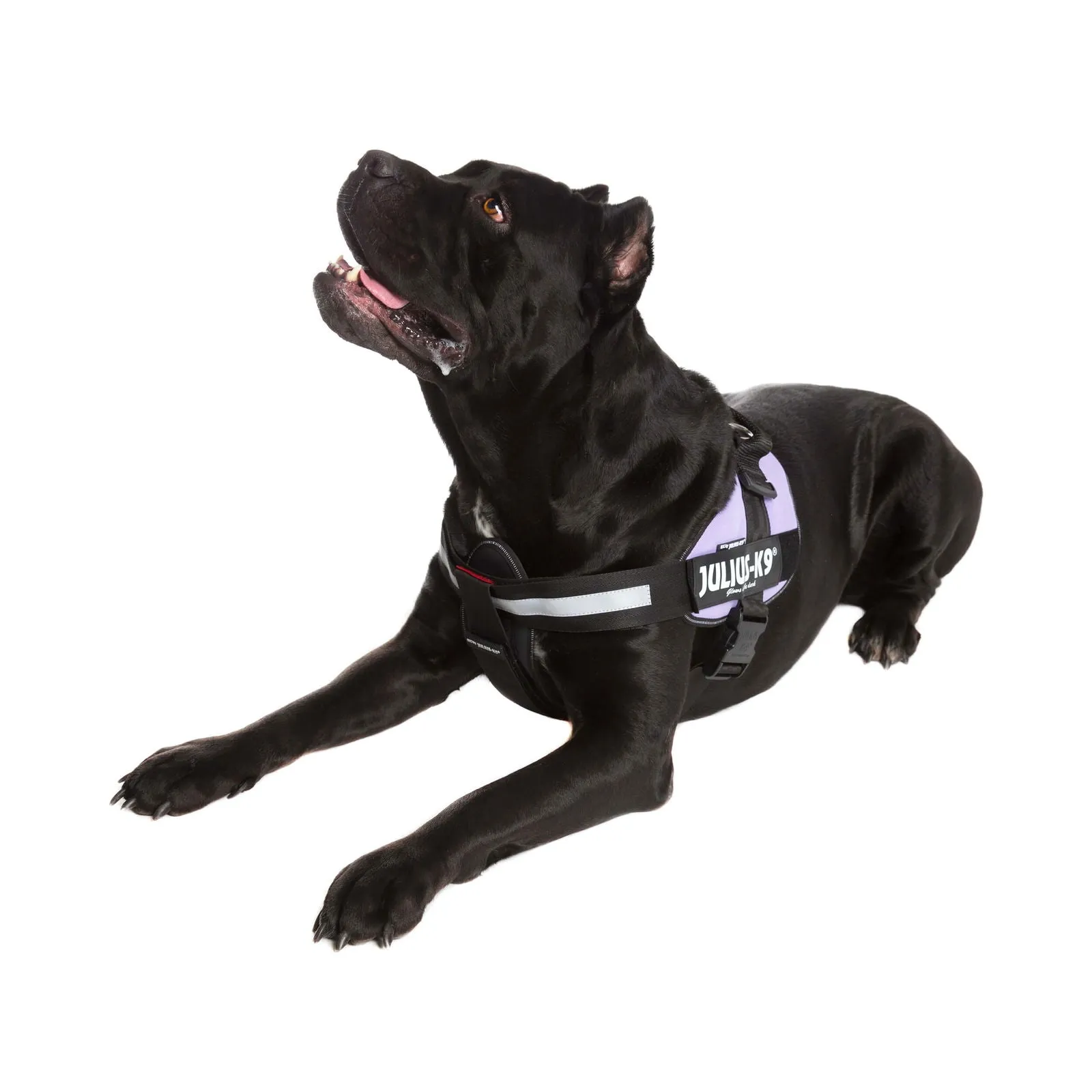 IDC® Powerharness - Purple